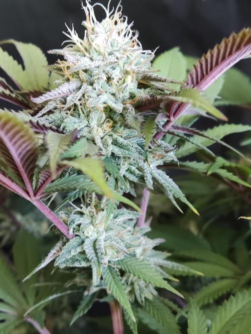 Big Bud. Week 16
