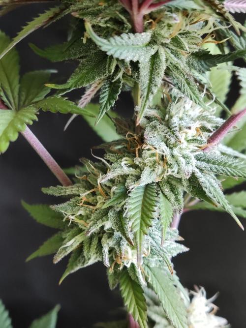 Big Bud. Week 16