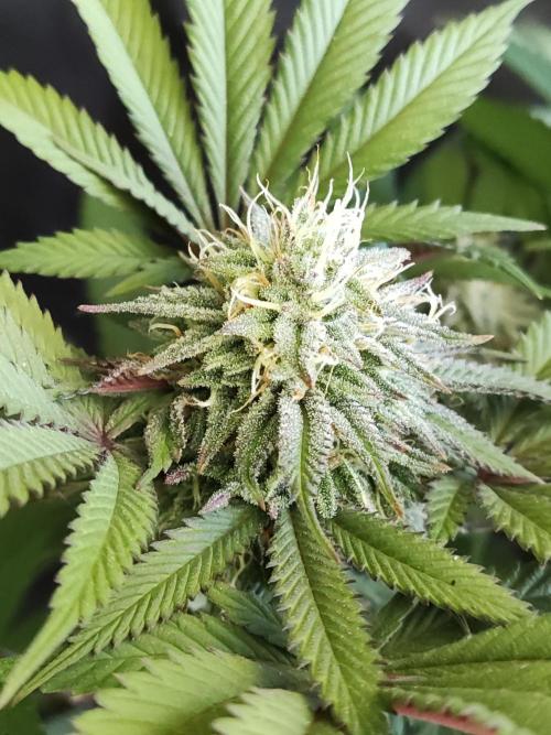 Big Bud. Week 16