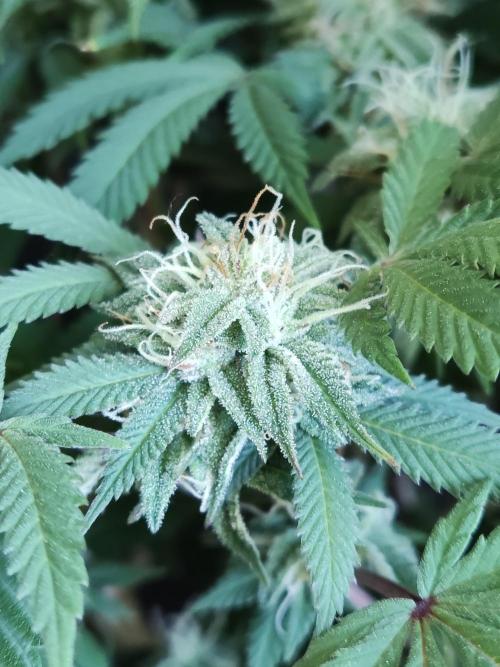 Big Bud. Week 16