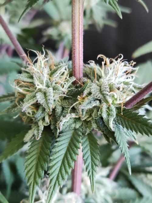 Big Bud. Week 16