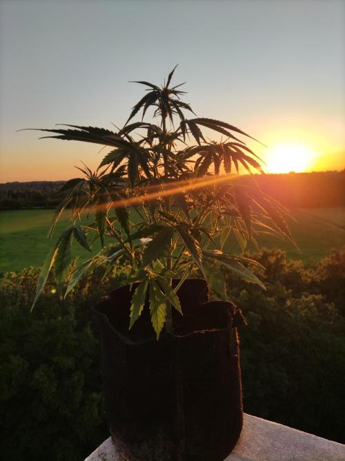 Creamzilla Auto ( In & Outdoor ). Week 5 - Tag 35