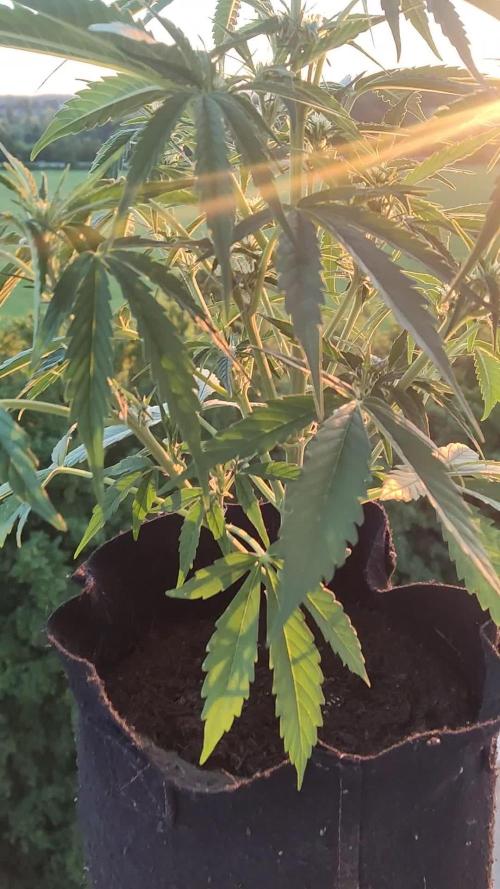 Creamzilla Auto ( In & Outdoor )