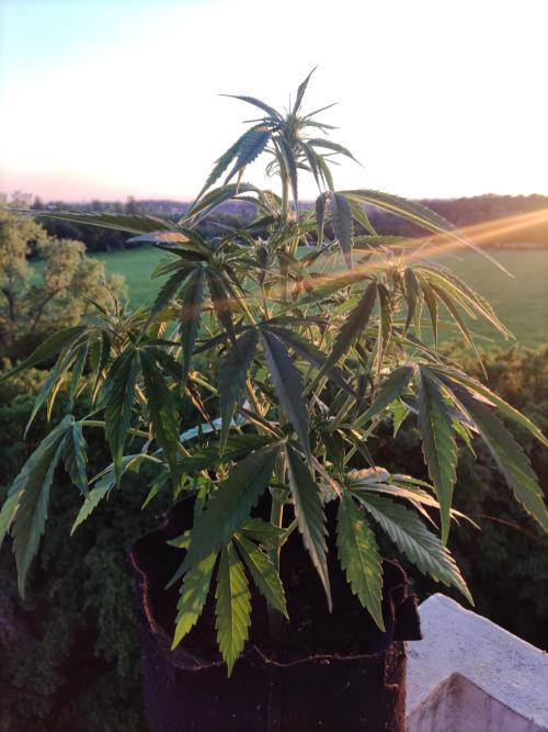 Creamzilla Auto ( In & Outdoor ). Week 5