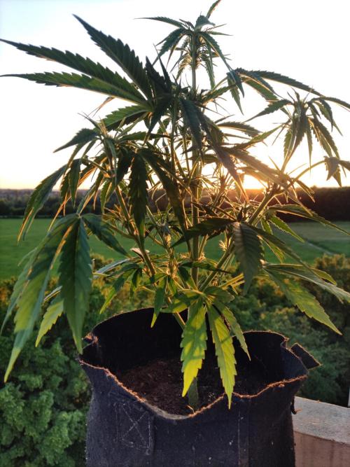 Creamzilla Auto ( In & Outdoor ). Week 5
