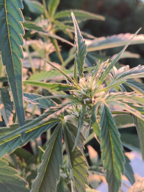 Creamzilla Auto ( In & Outdoor ). Week 5