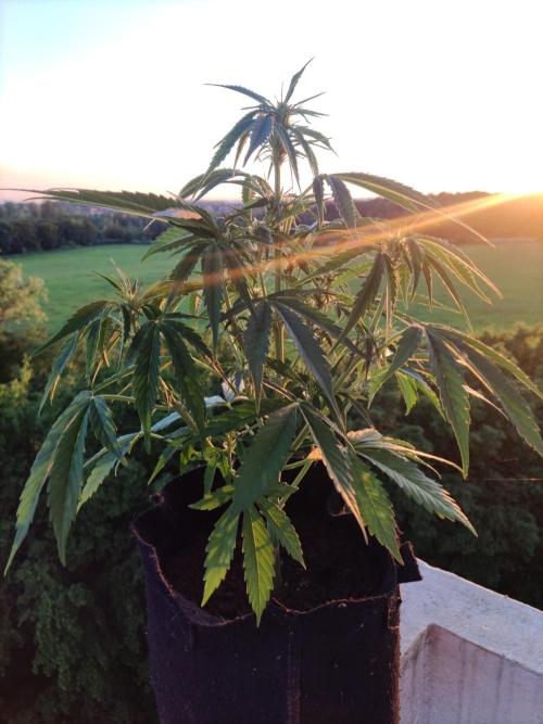 Creamzilla Auto ( In & Outdoor ). Week 5