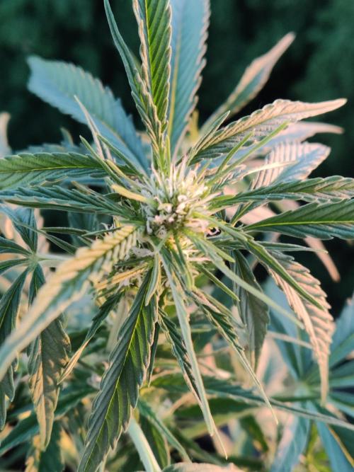 Creamzilla Auto ( In & Outdoor ). Week 5