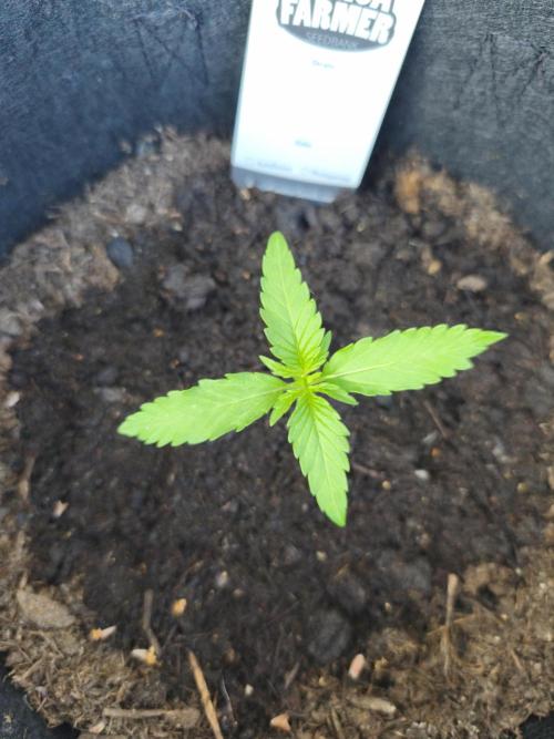 Durban Poison Autoflower. Week 1 - Tag 7