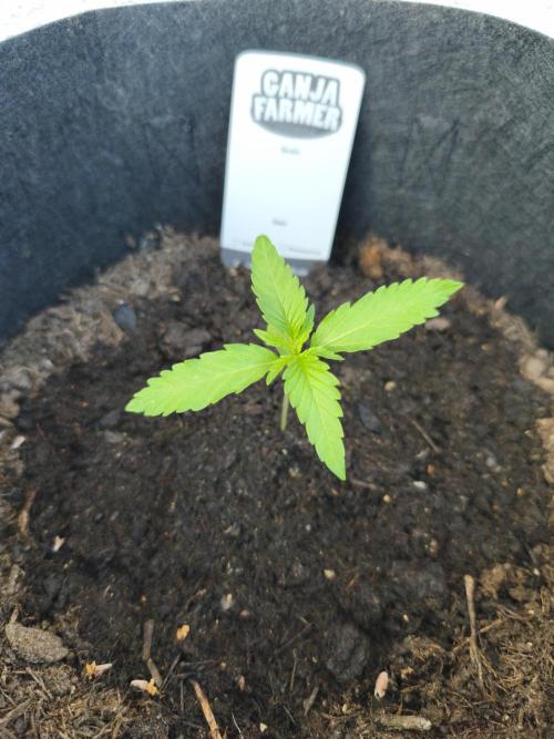 Durban Poison Autoflower. Week 1