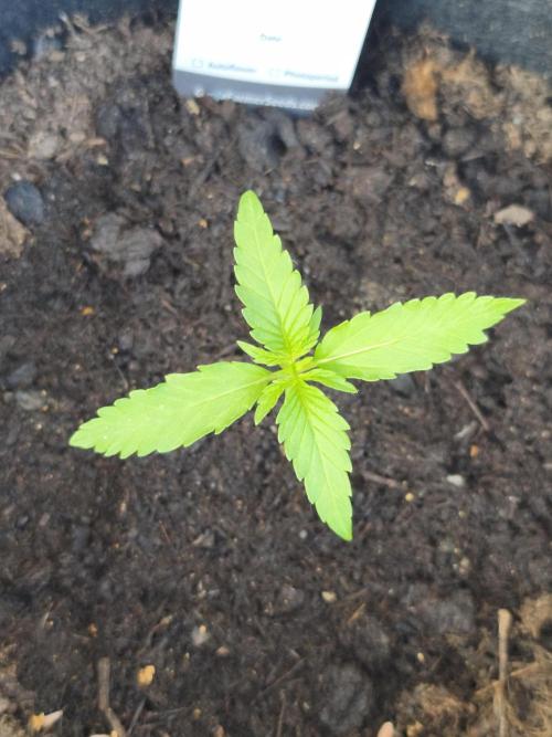 Durban Poison Autoflower. Week 1