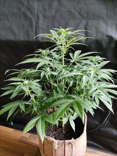 Power Plant. Week 6