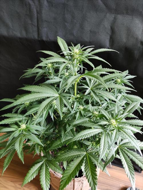 Power Plant. Week 6