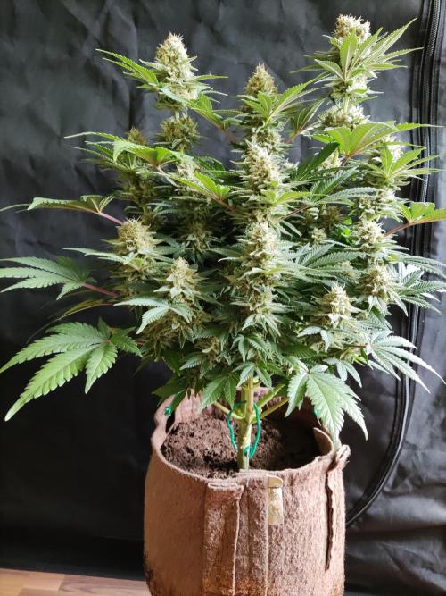 Unicorn Wagyu. Week 12