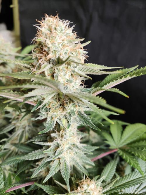 Unicorn Wagyu. Week 12