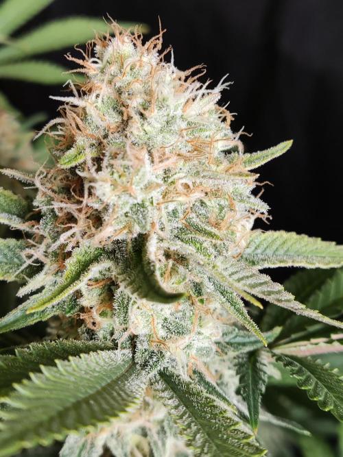 Unicorn Wagyu. Week 12