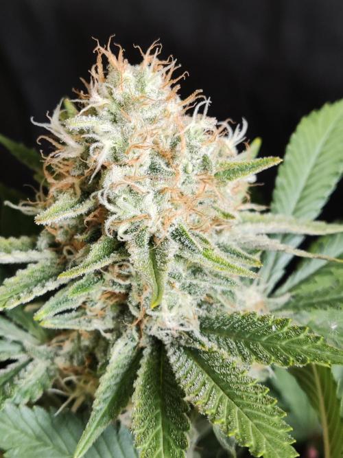 Unicorn Wagyu. Week 12