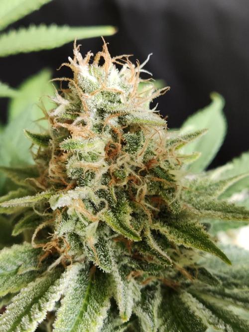 Unicorn Wagyu. Week 12