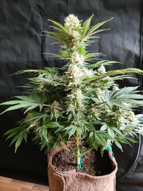 Unicorn Wagyu. Week 12