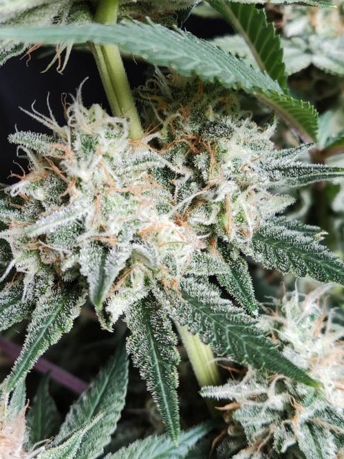 Unicorn Wagyu. Week 12