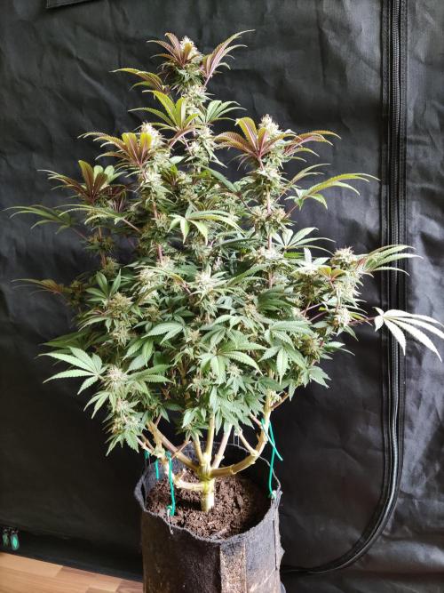 Big Bud. Week 17 - Blüte Tag 49