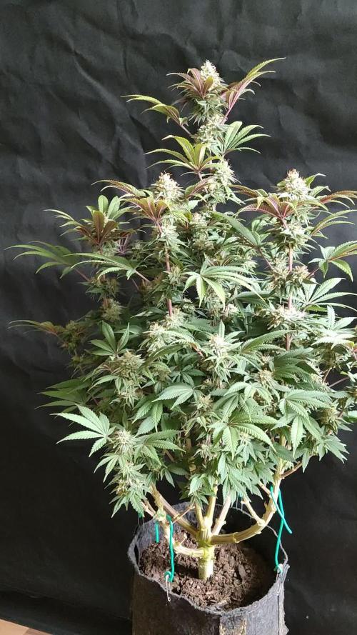 Big Bud