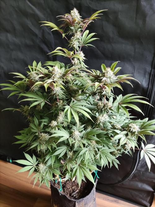 Big Bud. Week 17