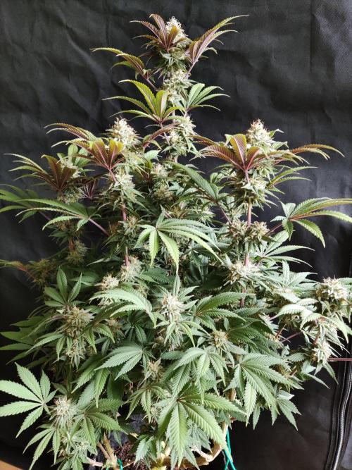 Big Bud. Week 17