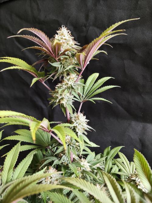 Big Bud. Week 17