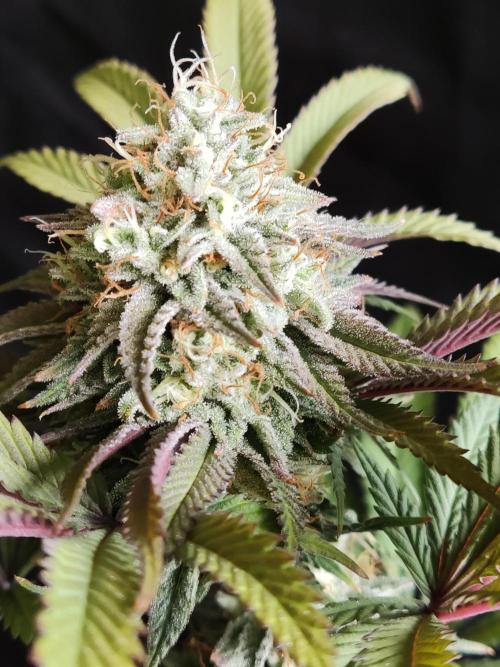 Big Bud. Week 17