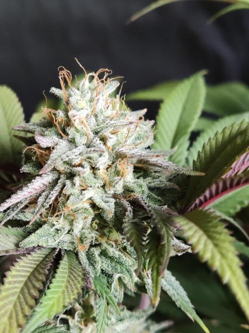 Big Bud. Week 17