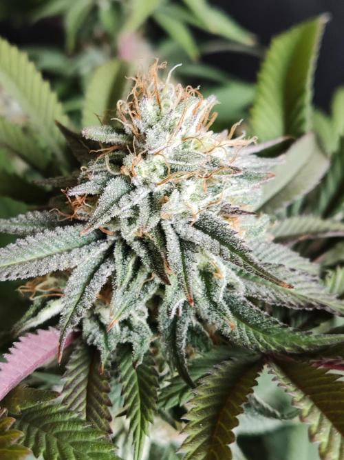 Big Bud. Week 17