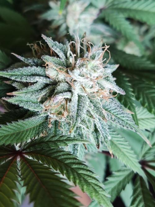 Big Bud. Week 17