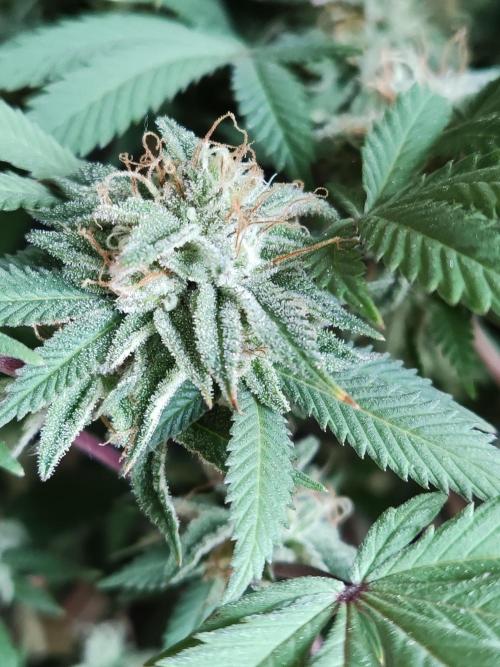 Big Bud. Week 17