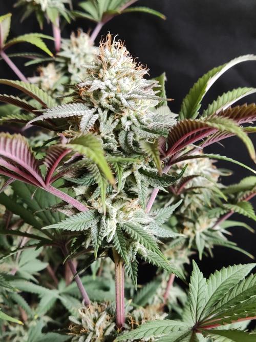 Big Bud. Week 17
