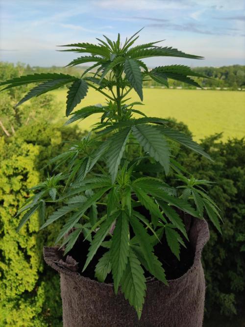 Auto Creeper. Week 4