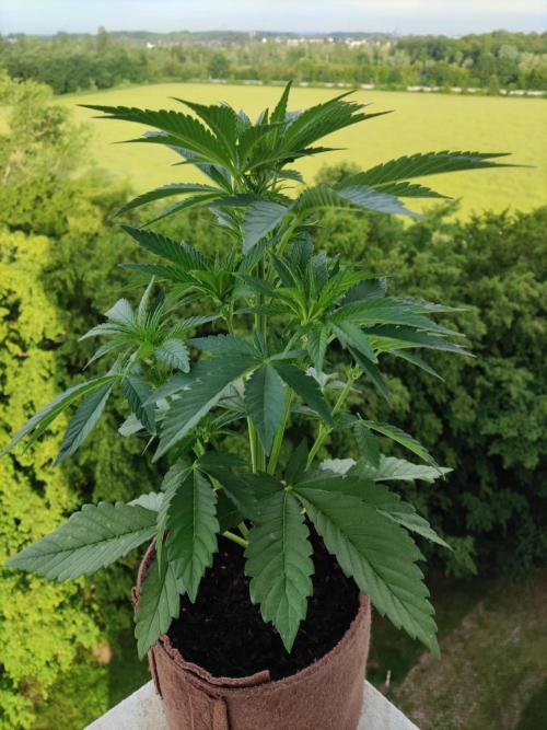 Auto Red Tropicana Cookies. Week 4