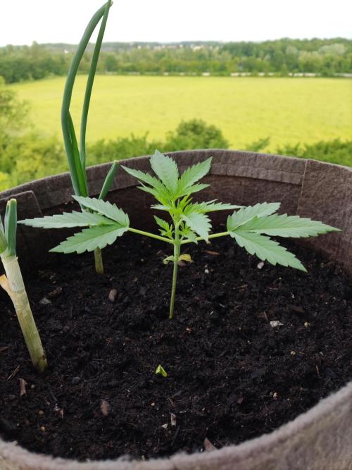 Ghost Train Haze Auto. Week 2 - Tag 14