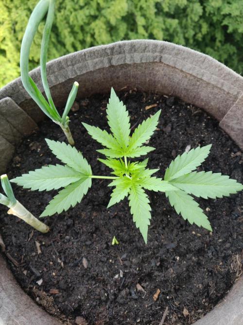 Ghost Train Haze Auto. Week 2