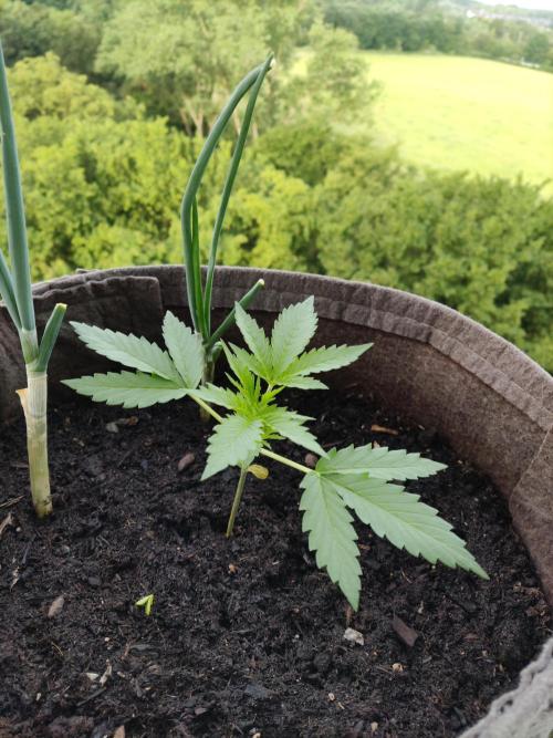 Ghost Train Haze Auto. Week 2