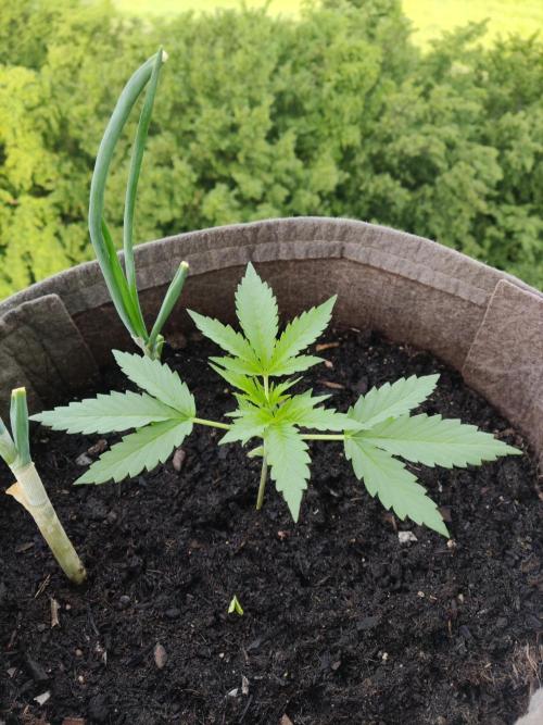 Ghost Train Haze Auto. Week 2