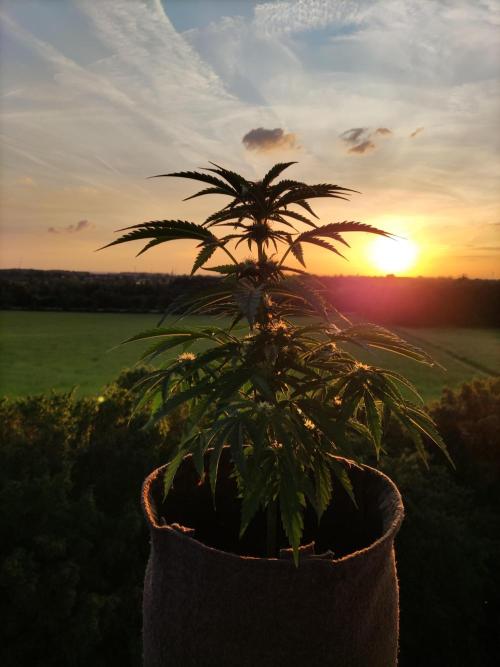 Auto Moon Rock ( In & Outdoor ). Week 6 - Tag 42