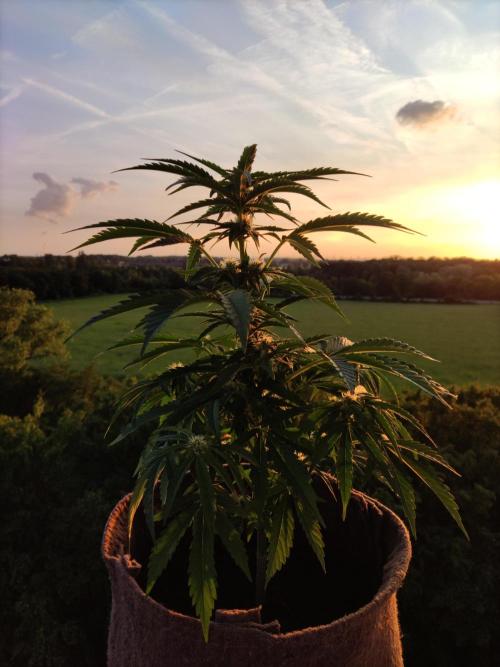 Auto Moon Rock ( In & Outdoor ). Week 6