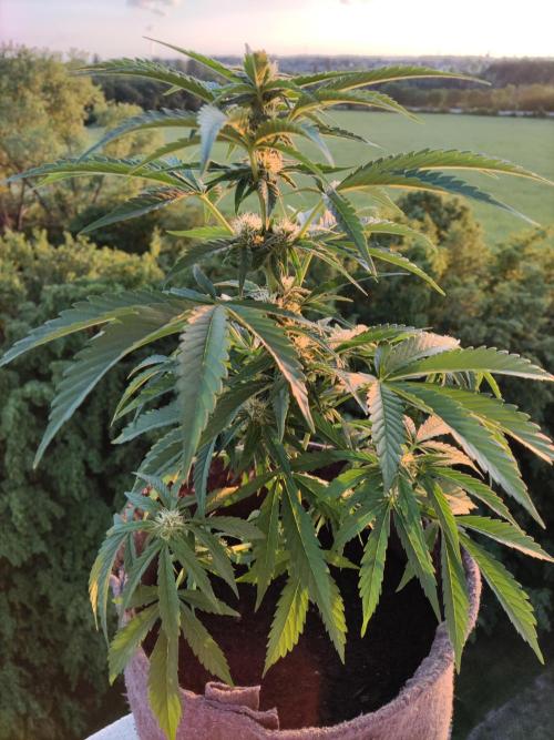 Auto Moon Rock ( In & Outdoor ). Week 6