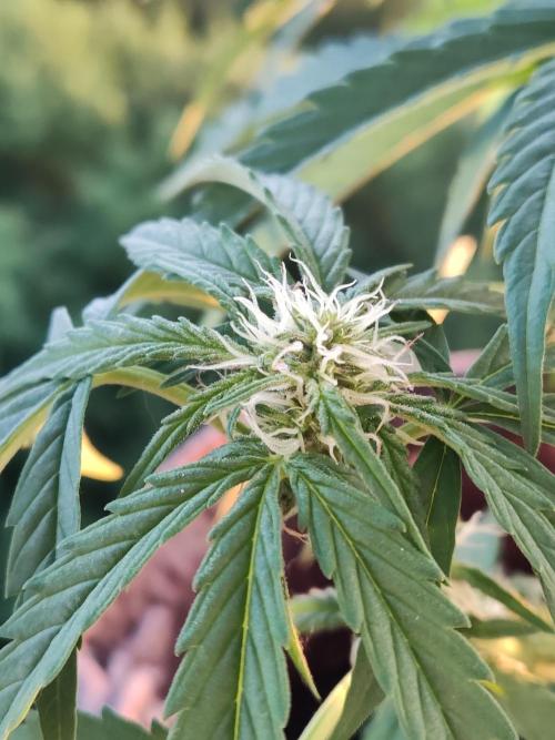 Auto Moon Rock ( In & Outdoor ). Week 6