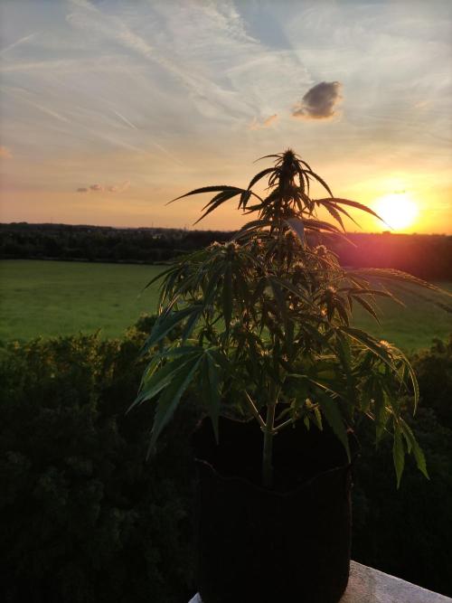 Creamzilla Auto ( In & Outdoor ). Week 6 - Tag 42