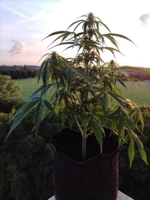 Creamzilla Auto ( In & Outdoor ). Week 6