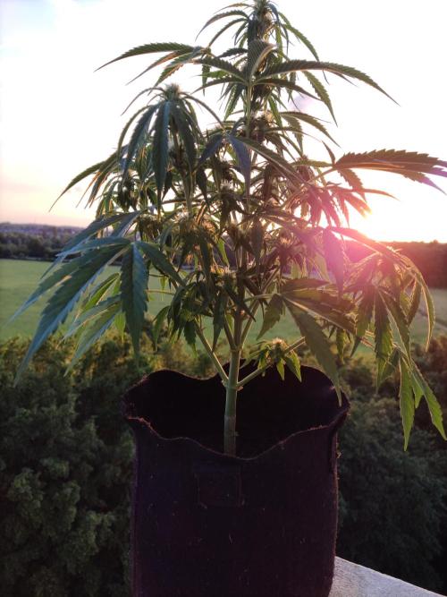 Creamzilla Auto ( In & Outdoor ). Week 6