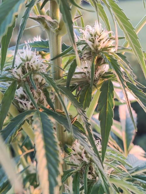 Creamzilla Auto ( In & Outdoor ). Week 6