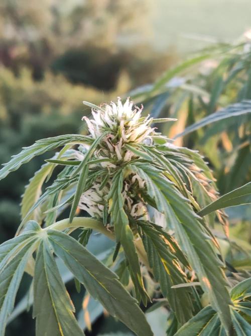 Creamzilla Auto ( In & Outdoor ). Week 6